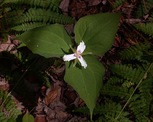 Painted Trillium